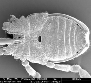 Media type: image;   Invertebrate Zoology 134647